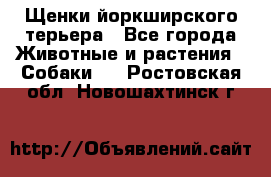 Щенки йоркширского терьера - Все города Животные и растения » Собаки   . Ростовская обл.,Новошахтинск г.